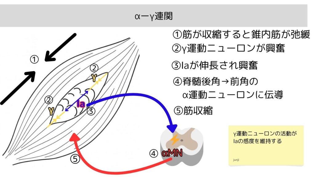 αガンマ連関を示すイラスト。筋収縮と筋紡錘の感度調整の仕組み