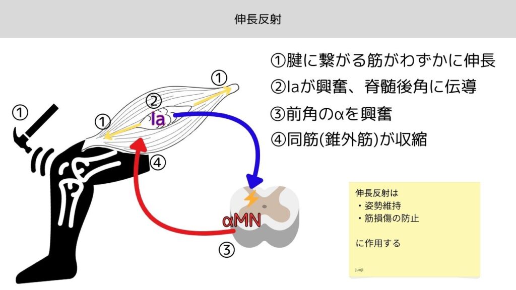 伸長反射の神経回路。筋紡錘からⅠa線維を介してα運動ニューロンが興奮する図
