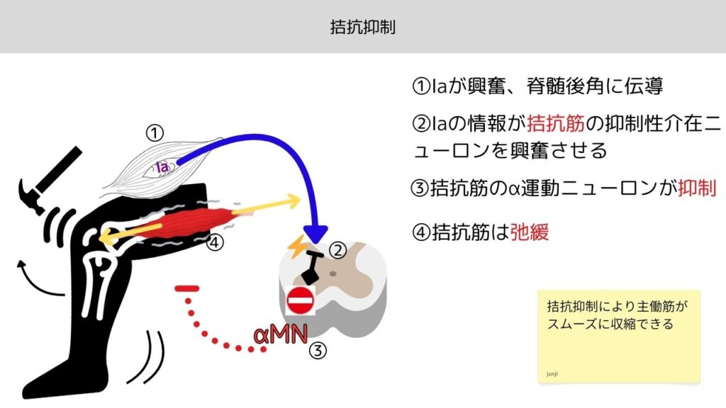 拮抗抑制(相反抑制)の回路図。主働筋と拮抗筋のα運動ニューロンと抑制性介在ニューロンの関係