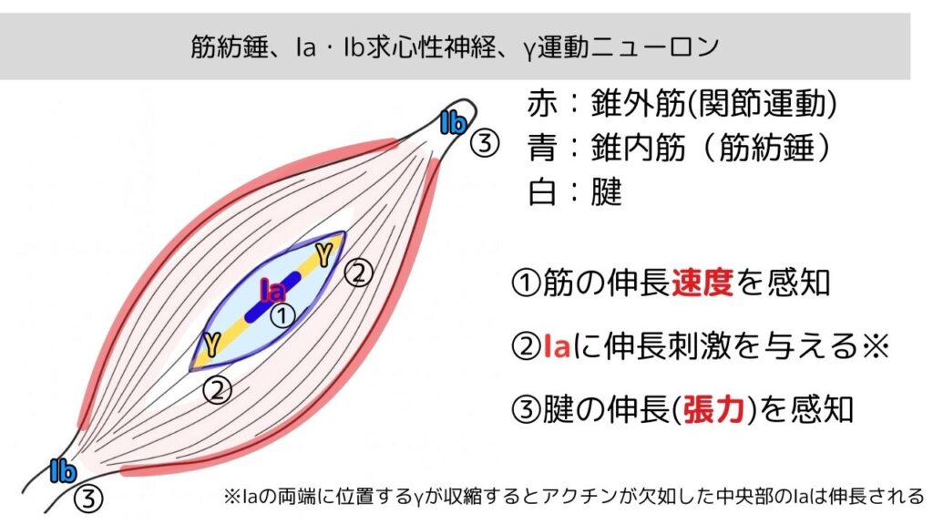 筋紡錘とⅠa・Ⅰb求心性線維、α運動ニューロンとγ運動ニューロン、錘内筋・錘外筋の関係を示したイラスト
