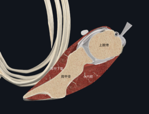 肩 フォースカップル