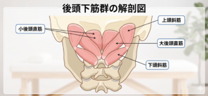 上頭斜筋