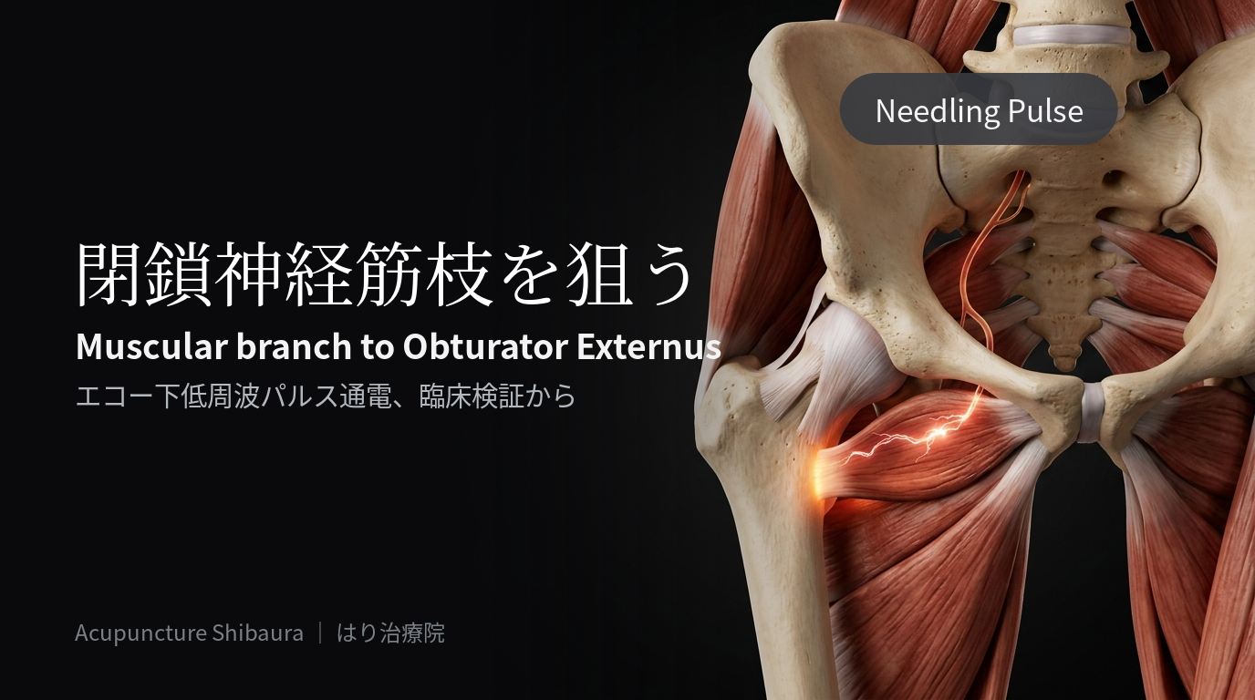 Needring pulse “The muscular branch of the obturator nerve